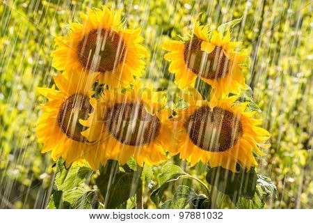 Summer rain and sunflowers