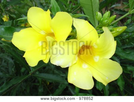 Golden Allamanda