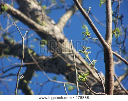 Branches Against A Deep Blue Sky