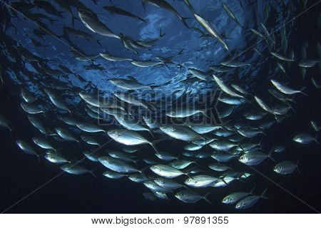 Wild Tuna Fish Underwater in Ocean