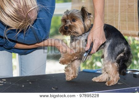 Grooming Of The Yorkshire Terrier