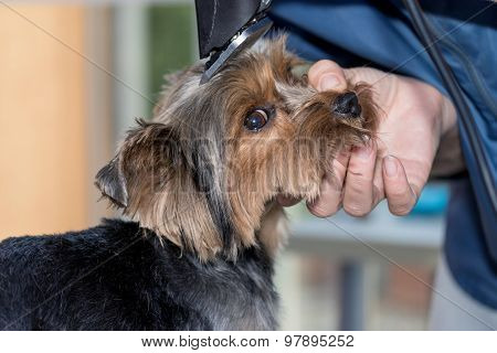Shortening The Hair Of The Dog By A Razor