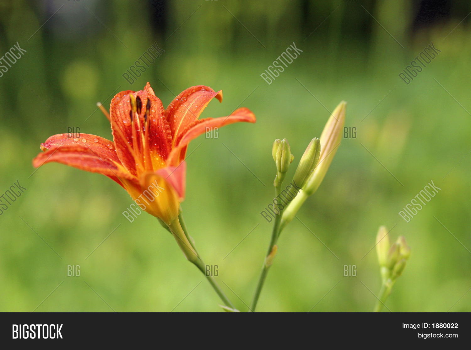 Image Preview
