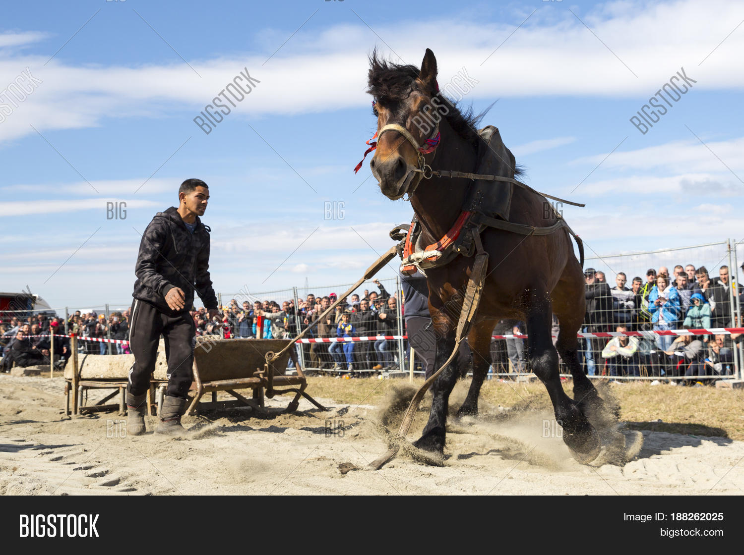Horse Heavy Pull Image & Photo (Free Trial) Bigstock