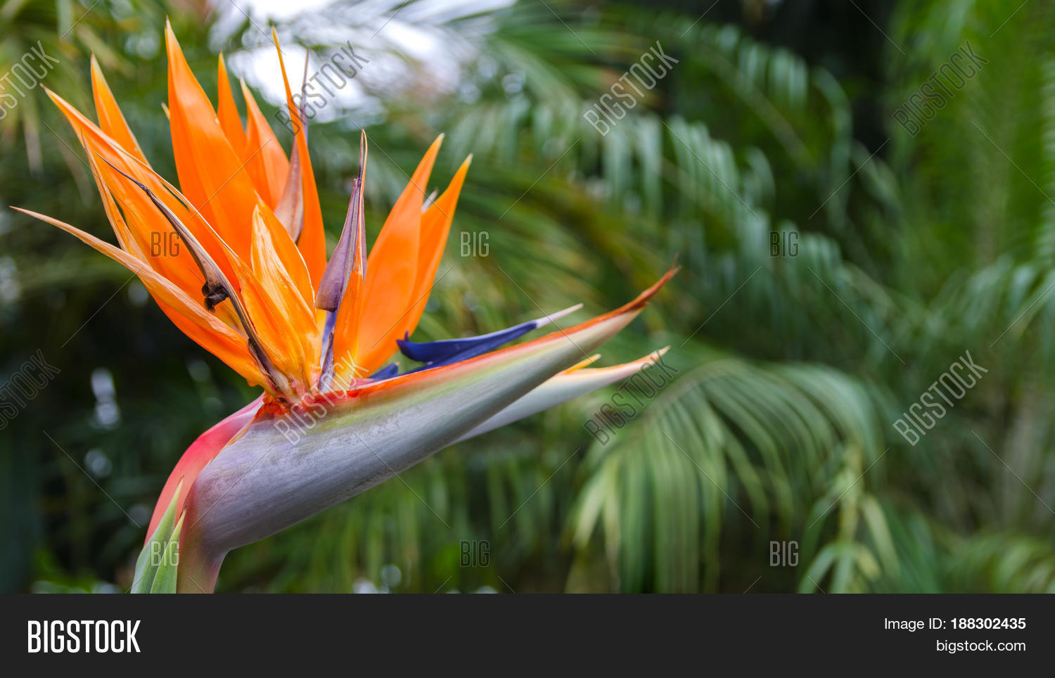 Exotic Tropical Flower Image Photo Free Trial Bigstock