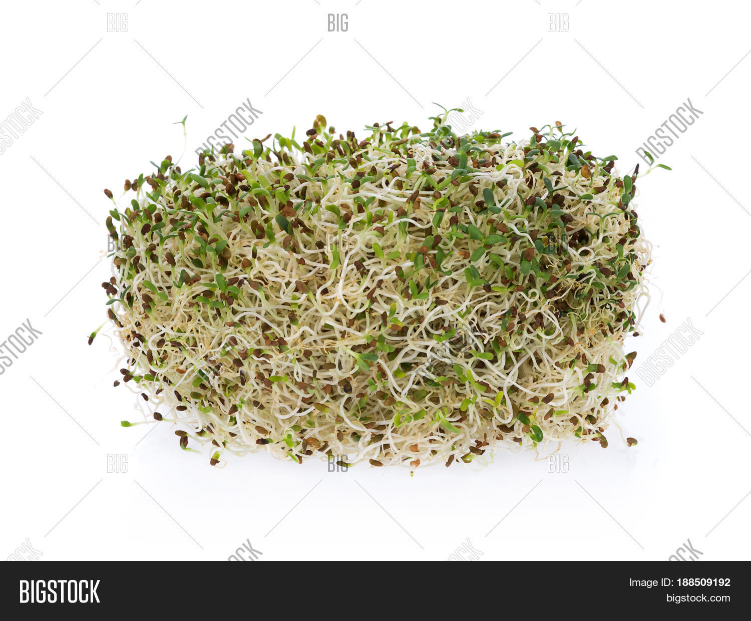 Image Preview