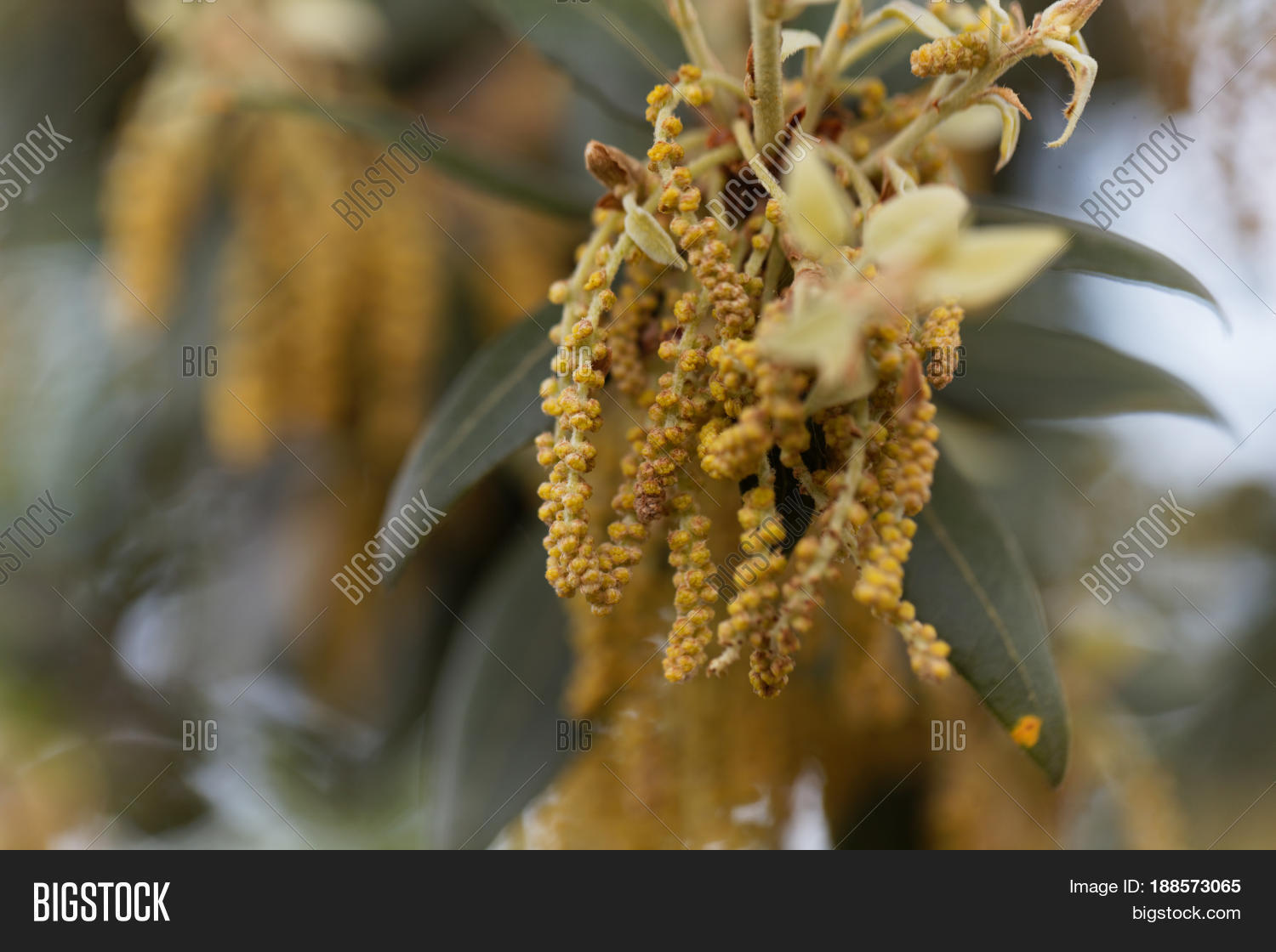 Image Preview