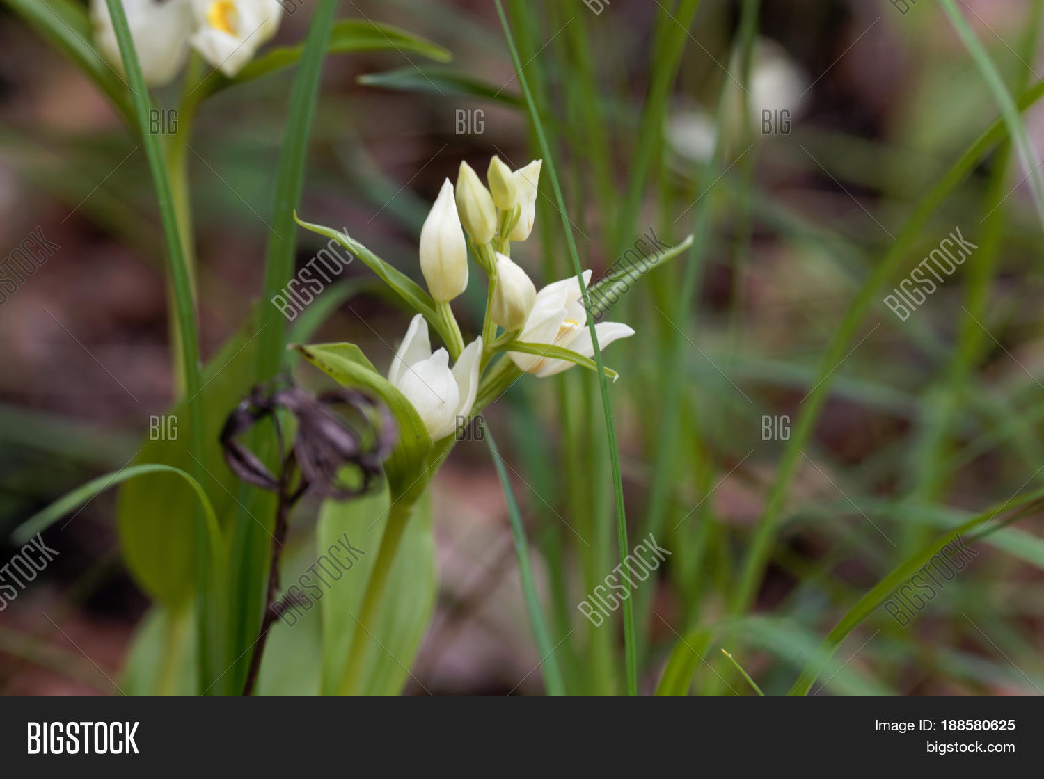 Image Preview
