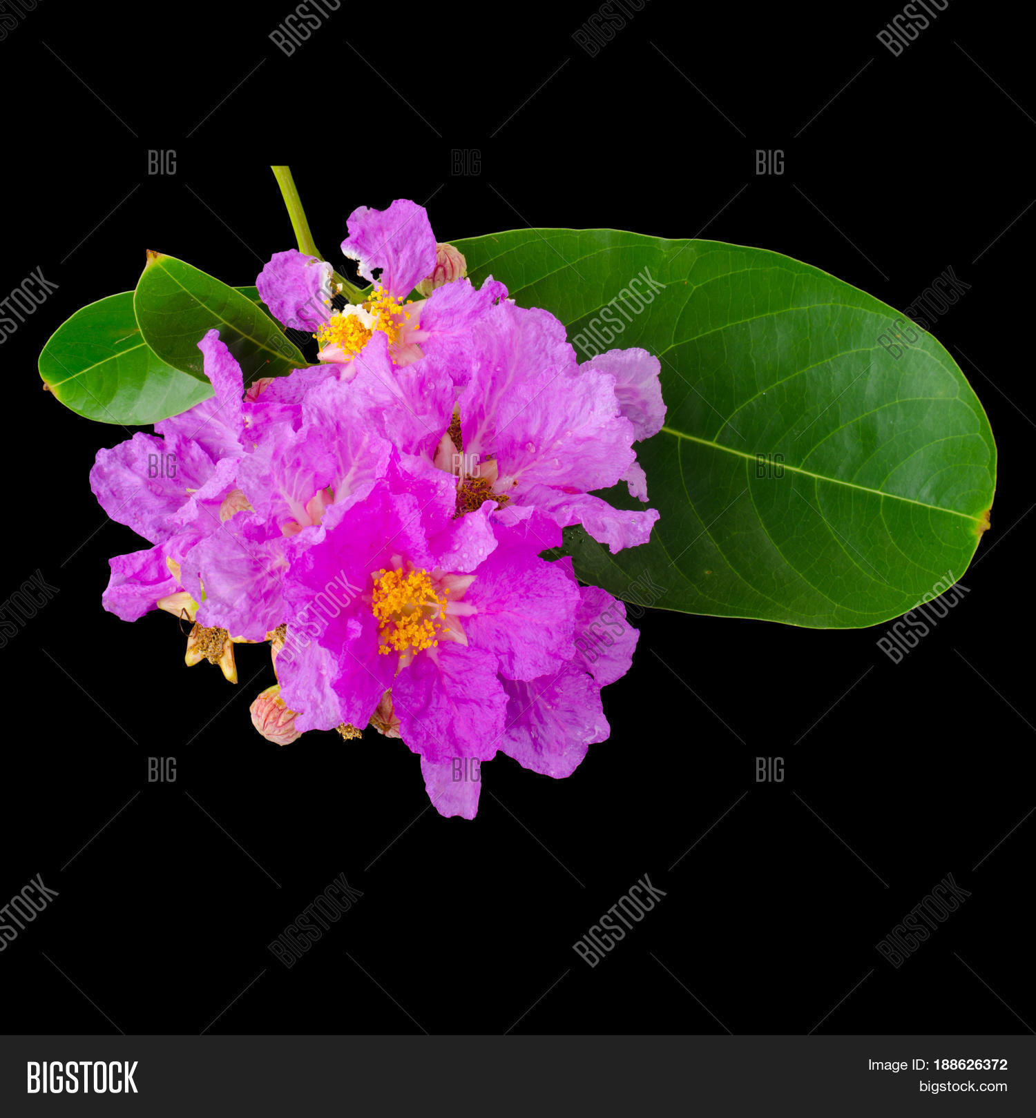 Image Preview