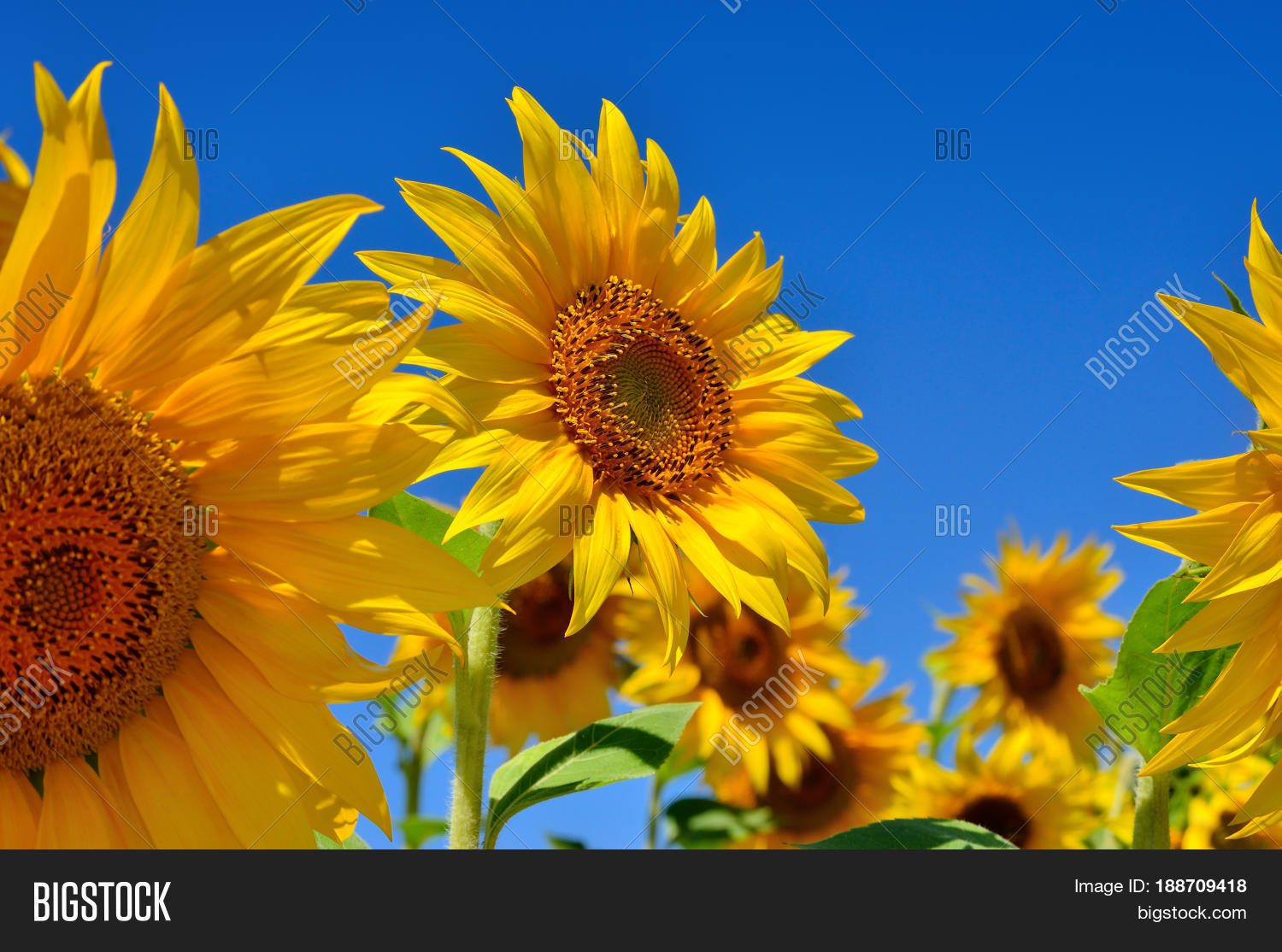 Young Sunflowers Bloom Image & Photo (Free Trial) Bigstock