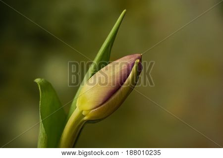 beautiful shape and form of the tulip