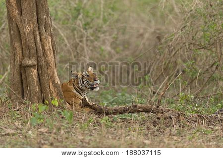 Tiger keenly watching the monkeys playing up the tree