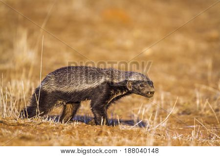 Honey badger in Kruger national park, South Africa ; Specie Mellivora capensis family of Mustelidae