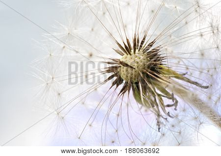 Dandelion in the flower garden. Close up.