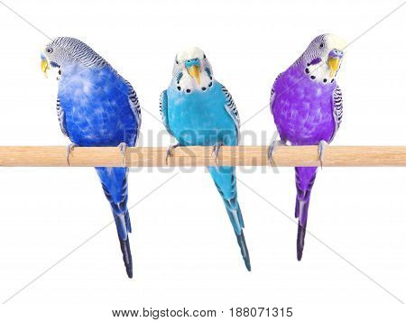 Colorful budgerigars isolated on white background. Parrots on a wooden perch.