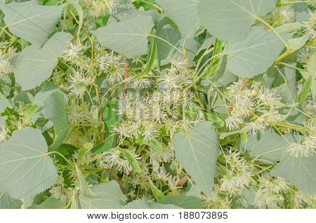 Linden Flowers And Linden Tree In Spring