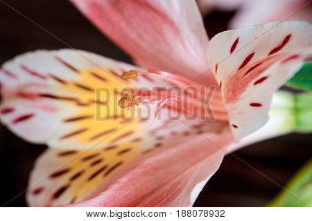 Stamens Alstroemeria pink flowers with spotted petals macro