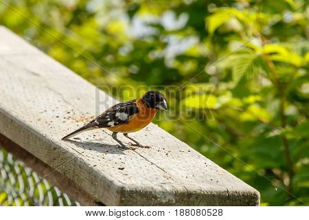 Black headed grosbeak at vancouver bc canada