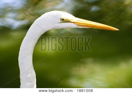 Weißer Vogel