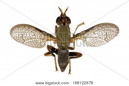 Snail-Killing Fly on white Background - Coremacera marginata (Fabricius 1775)