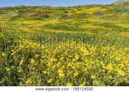 Lots Of Wild Flower Blossom At Diamond Valley Lake