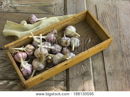 Close-up garlic bulbs and garlic cloves on wodeen background. . Garlic press. Violet garlic. garlic bulbs. Garlic cloves on wooden vintage door.