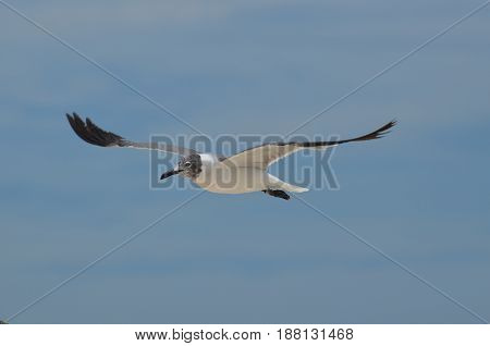 Laughing gull flying with wings in the skies.