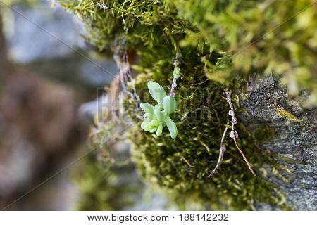 Macro photo of a small succulent plant mountain