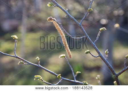 long yellow buds on the branch in the garden, close up, dark background, light of sun on the branch