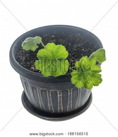 Young plant Pelargonium growing in flowerpot isolated on white