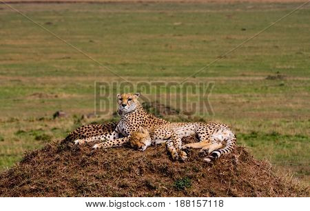 Two cheetahs is watching the savanna. Hills of Serengeti, Africa