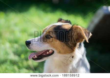 portrait of happy outbred dog on a street at sunny summer day. outdoor shot with grass on background. side view