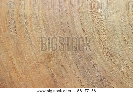 The texture of cross section wood is so amazing.