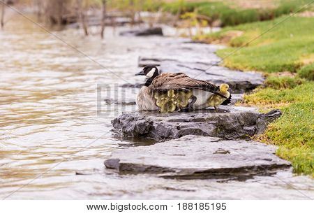 Canada geese protecting their goslings in a park in Quebec, Canada. These geese protect their young aggressively and make very good parents.