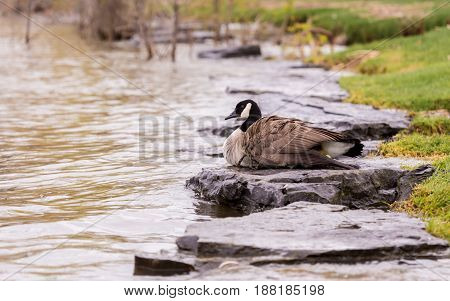 Canada geese protecting their goslings in a park in Quebec, Canada. These geese protect their young aggressively and make very good parents.