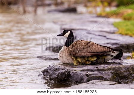 Canada geese protecting their goslings in a park in Quebec, Canada. These geese protect their young aggressively and make very good parents.