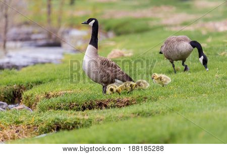 Canada geese protecting their goslings in a park in Quebec, Canada. These geese protect their young aggressively and make very good parents.