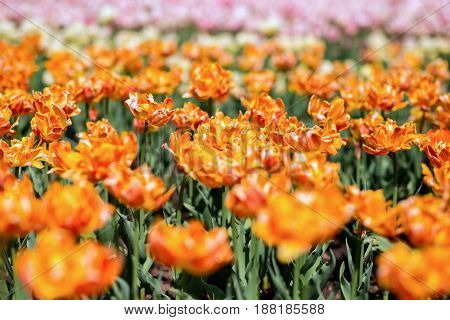 Brightly colored tulips shot at Ottawa tulip festival in Ontario Canada. The mixed bed cultivated flowers supply a color explosion that dazzles in the early spring time sun.
