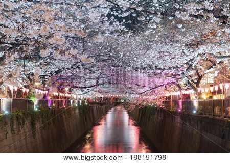 Cherry blossom lined Meguro Canal at night in Tokyo Japan. Springtime in April in Tokyo Japan.