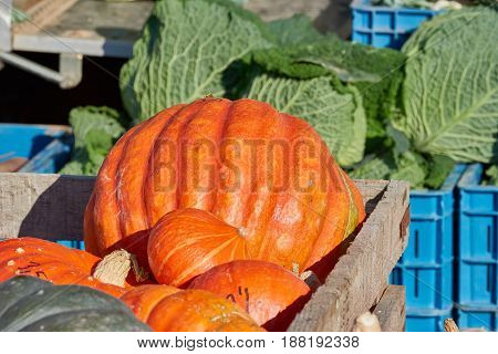 RHEYDT, GERMANY - OCTOBER 08, 2016: Green and orange pumkins ilie n a wooden crate with cabbage heads in the background.