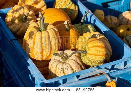 RHEYDT, GERMANY - OCTOBER 08, 2016: Yellow mini pumpkins in a blue plastic crate on a local market are ready for sale.
