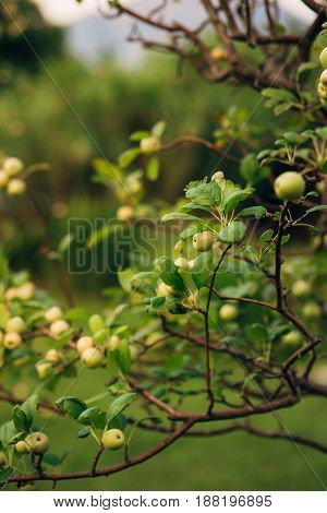 Green apples on a branch ready to be harvested, outdoors, selective focus