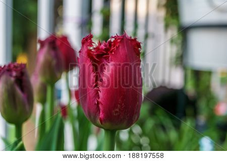 Pink Tulips Outside In Parks And Farms