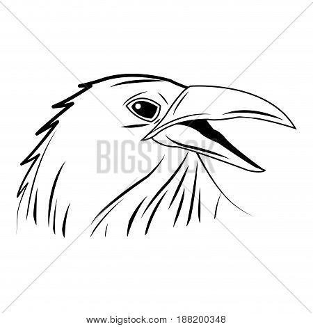 crow, raven or corvus bird vector illustration