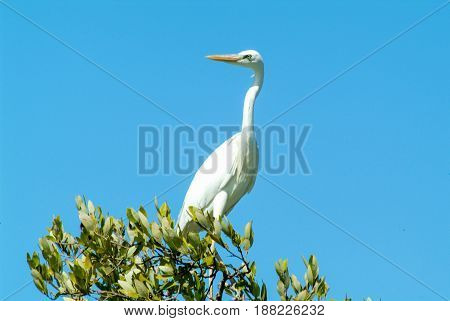 White Gauze On A Tree At Isla De Los Pajaros