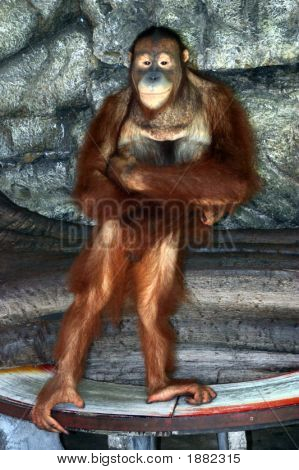 Orang-Utan