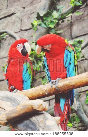 Couple of colorful Greenwinged Macaw aviary sitting on the log.