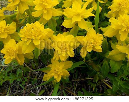 Yellow  Euphorbia Multiflorous In The Meadow