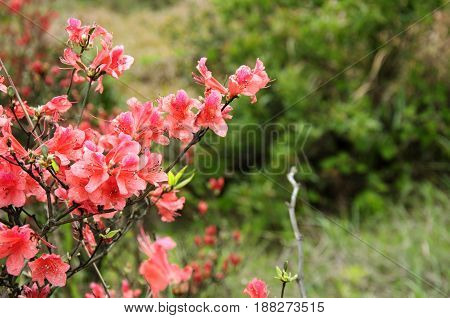 The blossoming azalea flowers closeup in summer