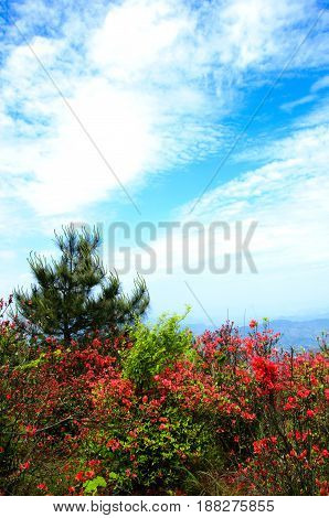 Blossoming azalea flowers with blue sky in summer